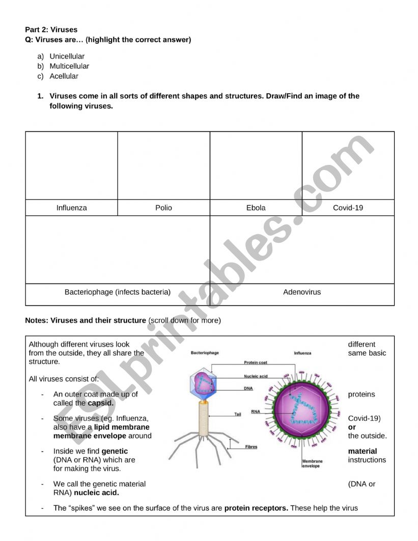 DNA worksheet