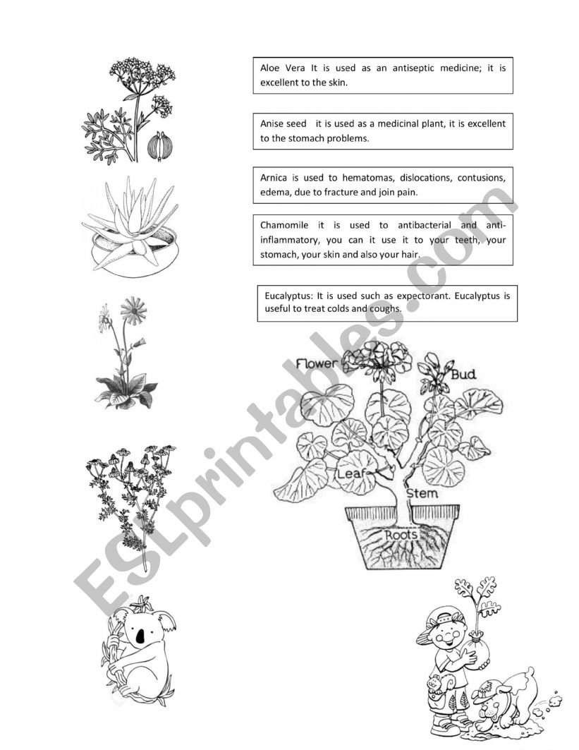 MEDICINAL PLANTS worksheet