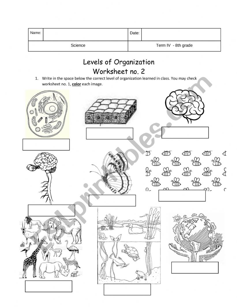 Levels of Organization worksheet