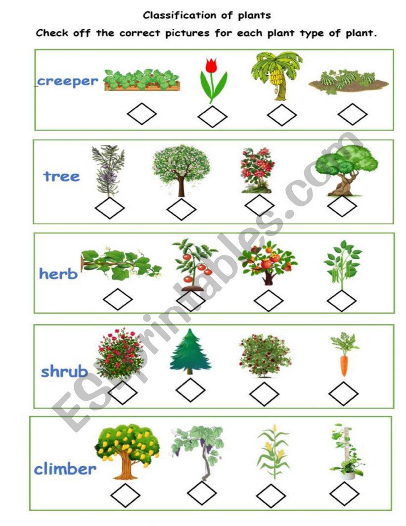 plant classification worksheet