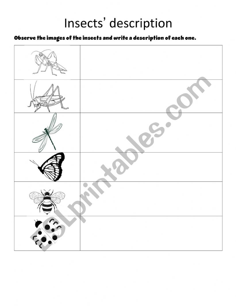 insects desription worksheet