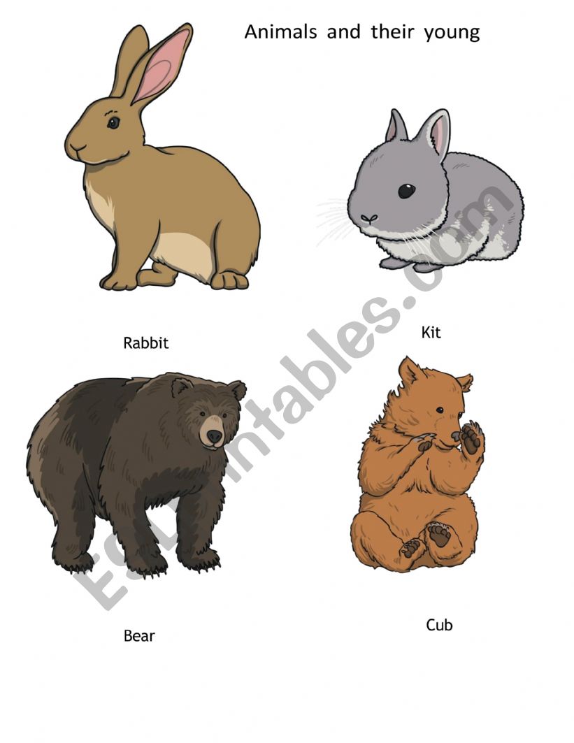 Animals and their young  worksheet