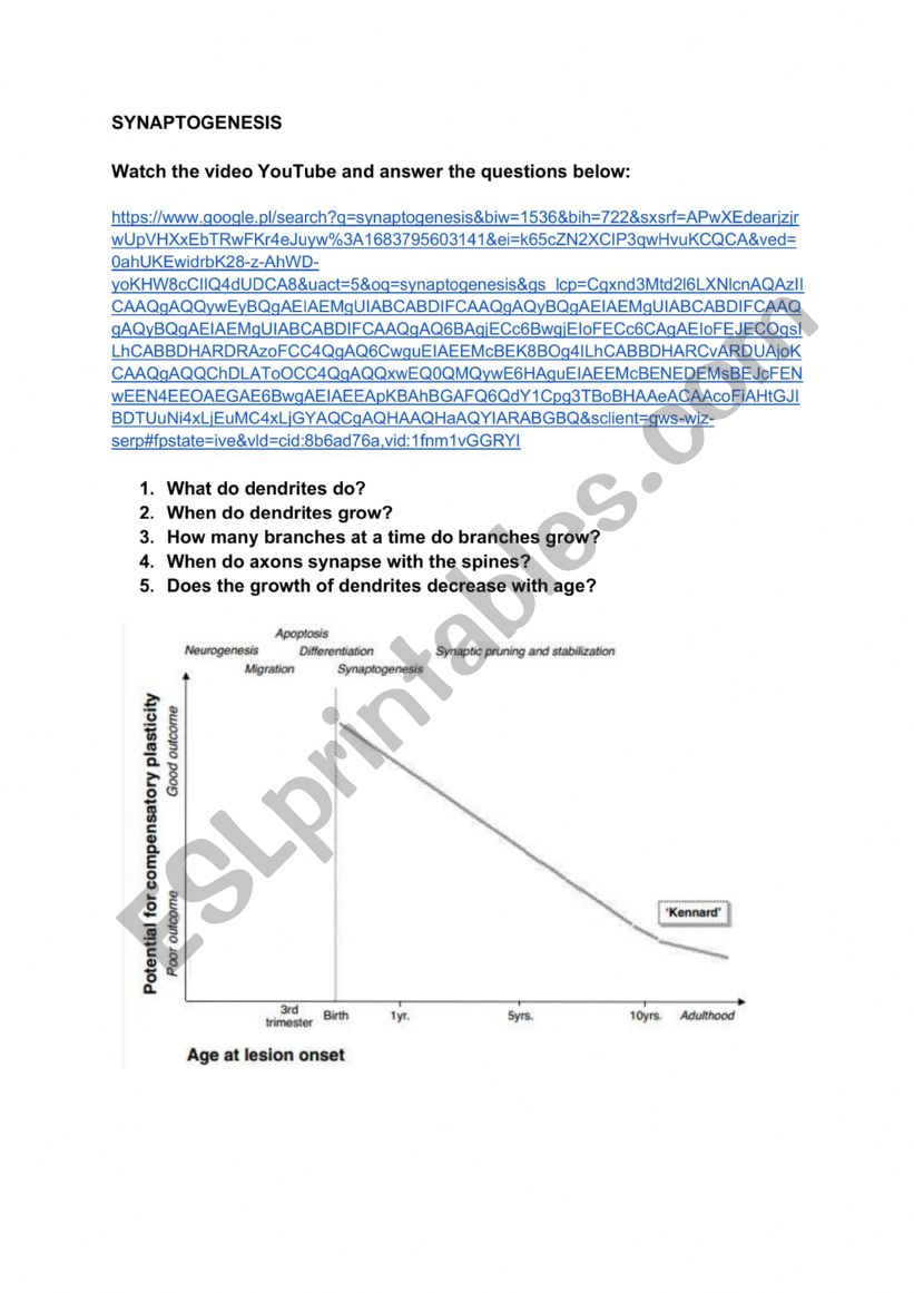 Synaptogenesis worksheet