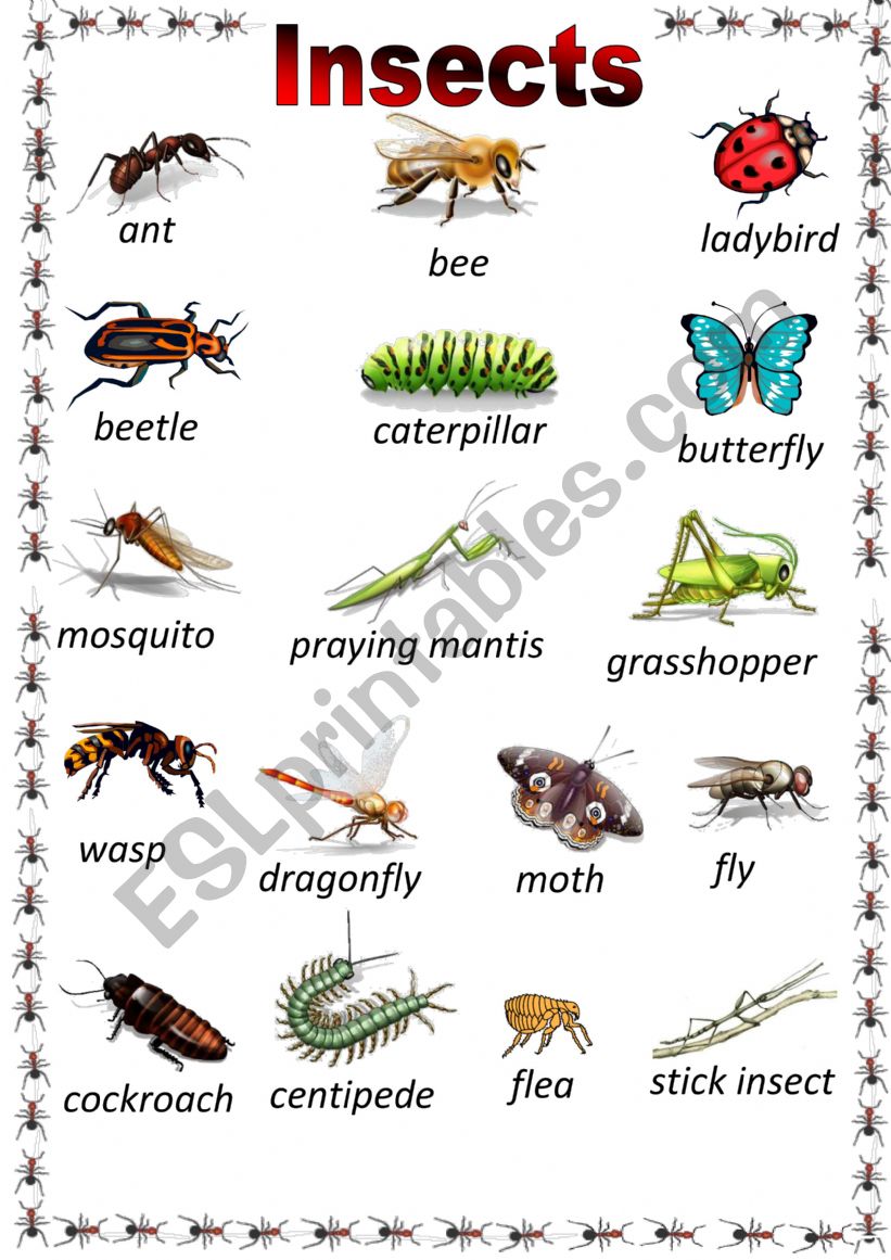 insects in english  worksheet