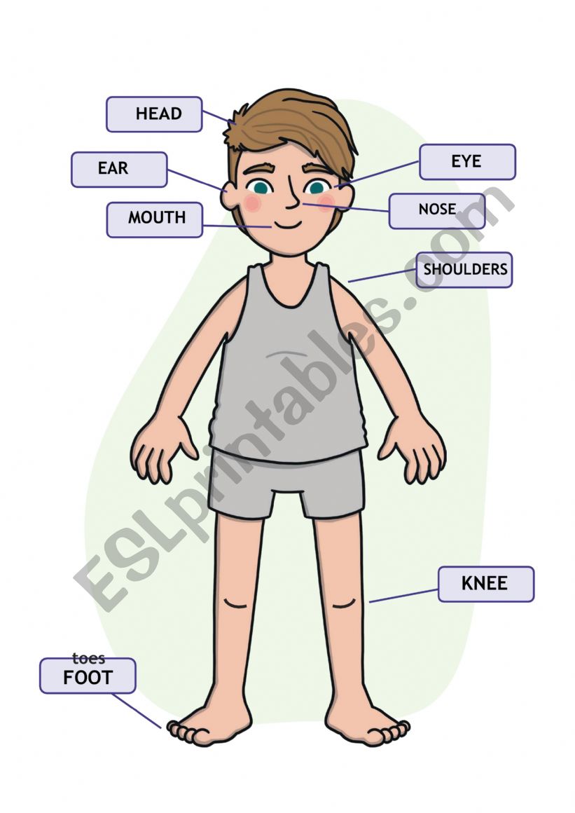 Body parts for children worksheet