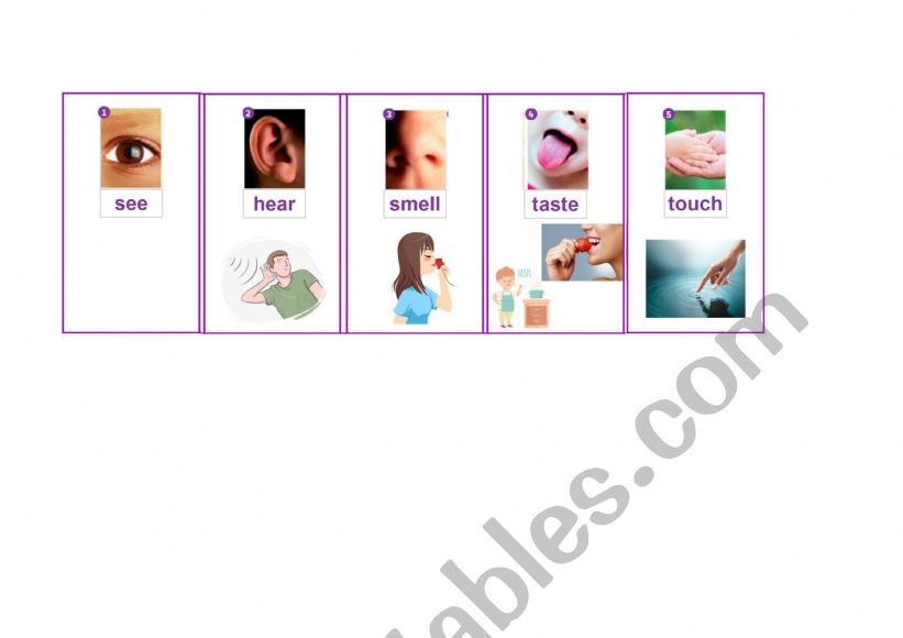 Senses flashcards worksheet