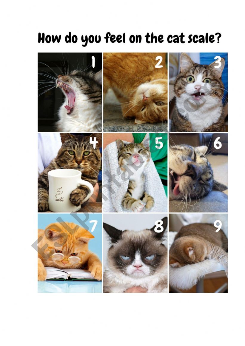 reflection_cat scale worksheet