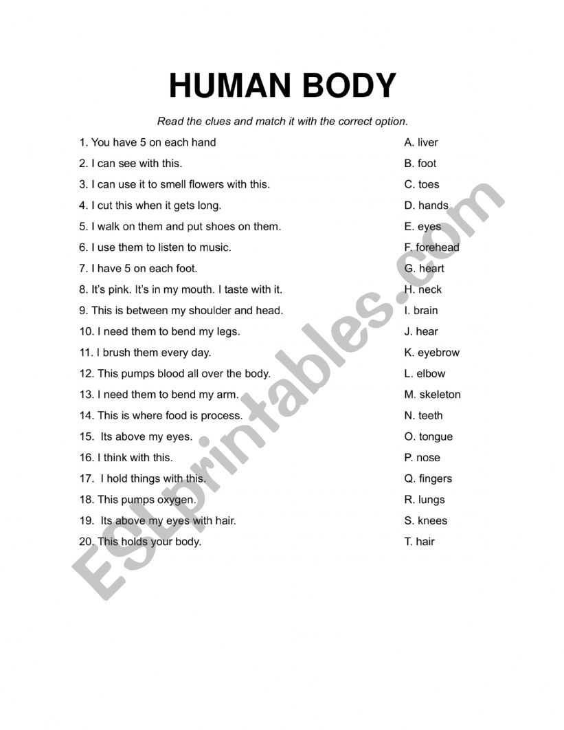 The Human Body  worksheet