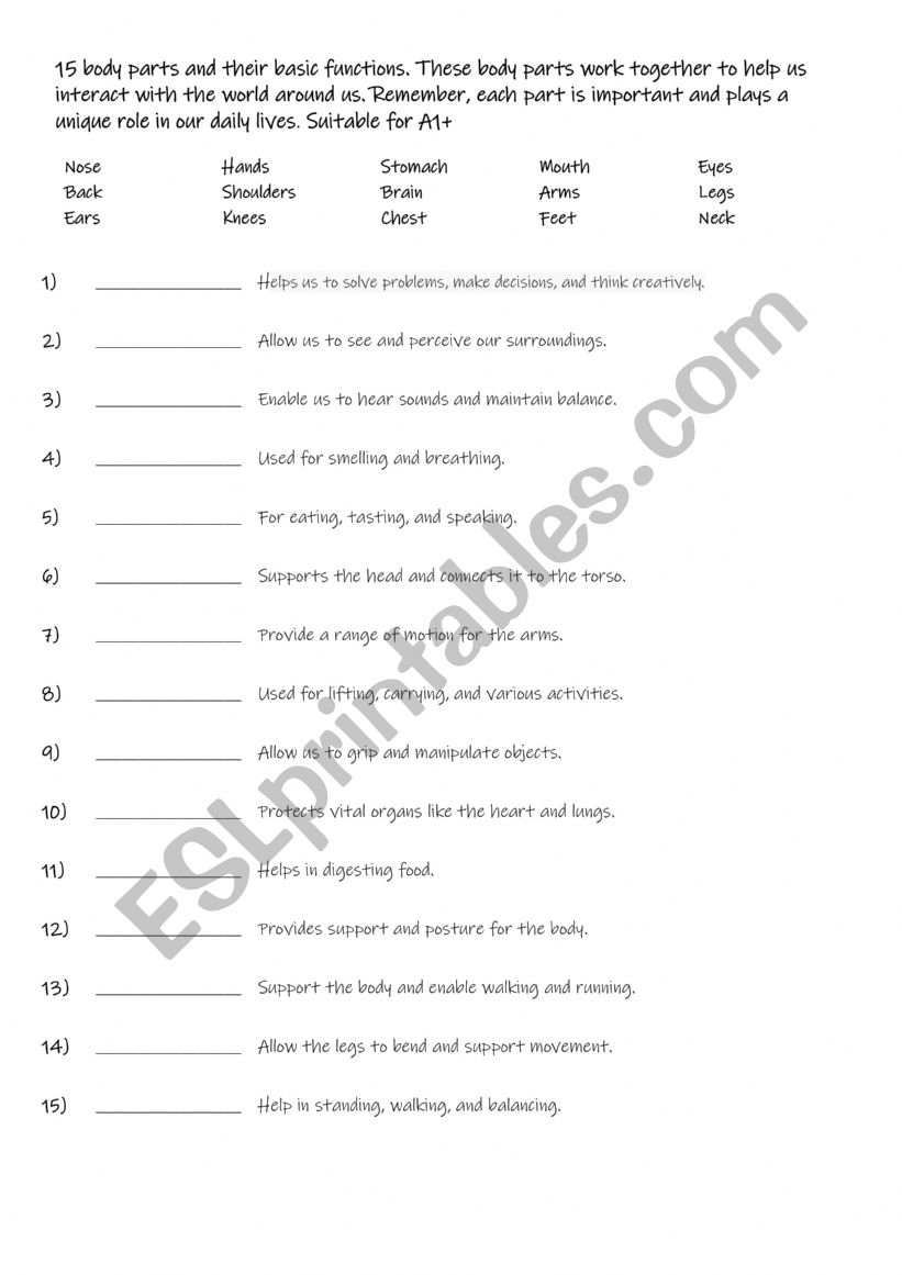 15 Body parts worksheet