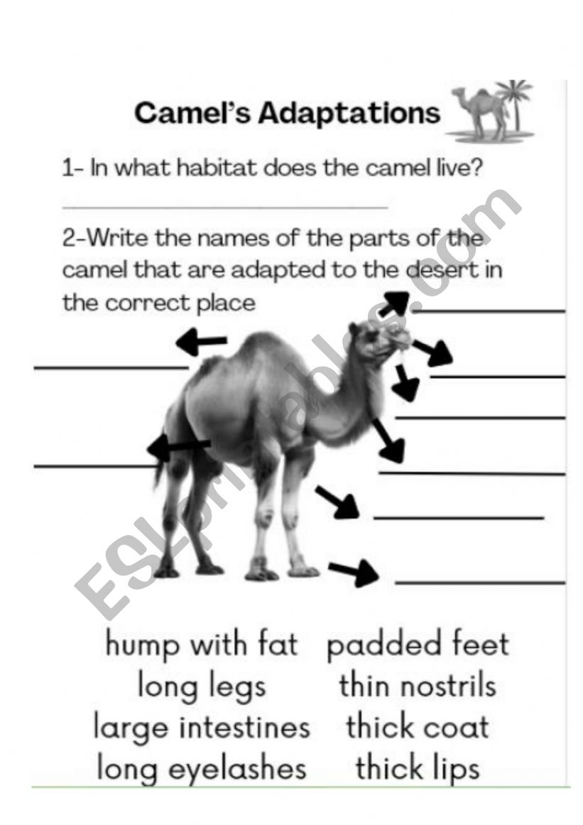 Camel�s Adaptations worksheet