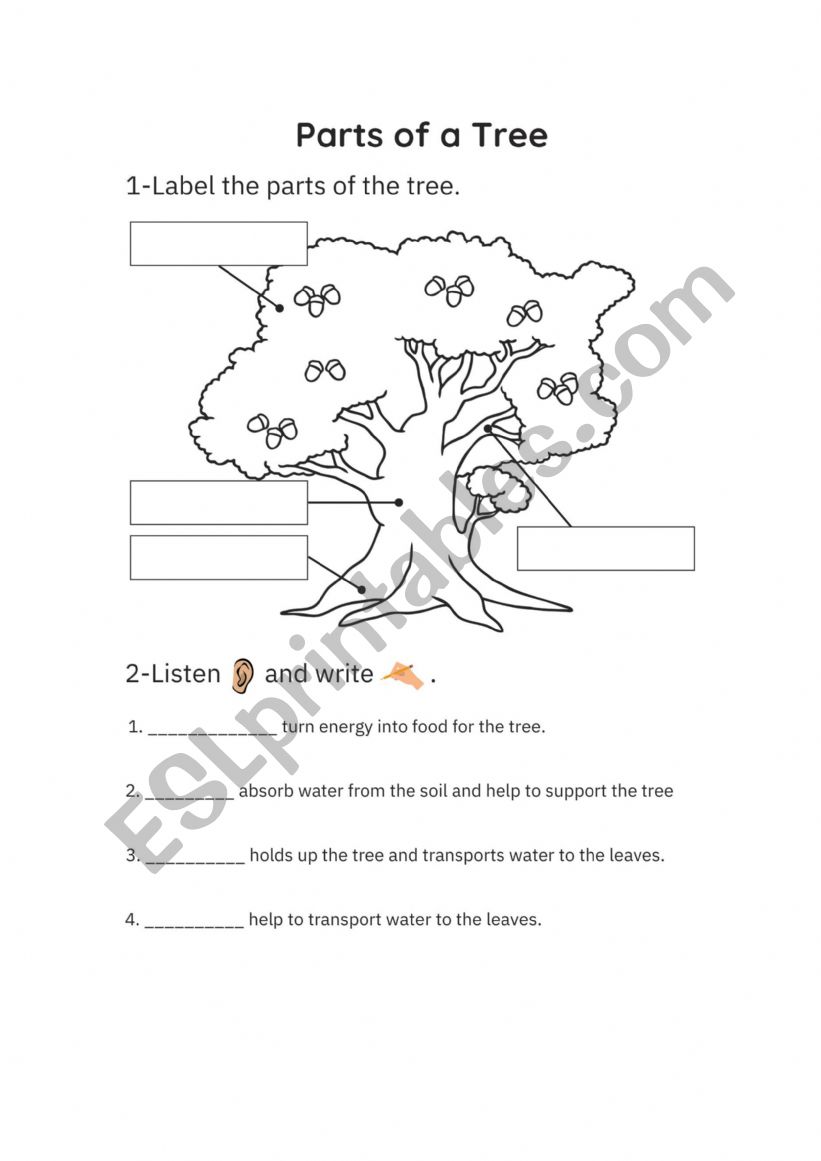 Parts of the tree - ESL worksheet by adiaz94