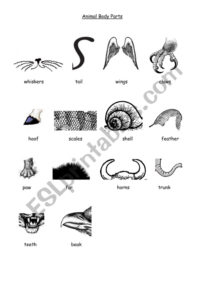 Animal Body Part worksheet