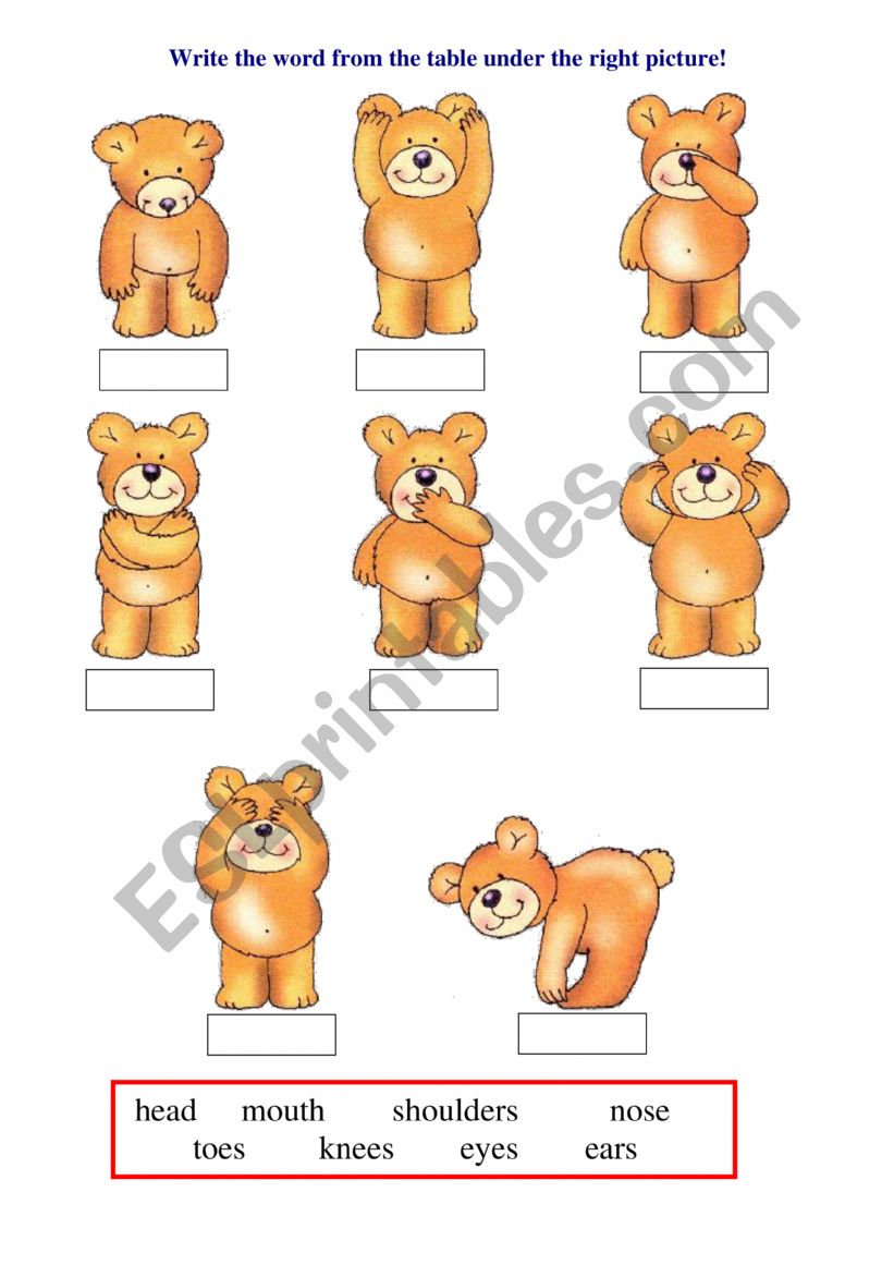 Teddy Bear - body parts worksheet