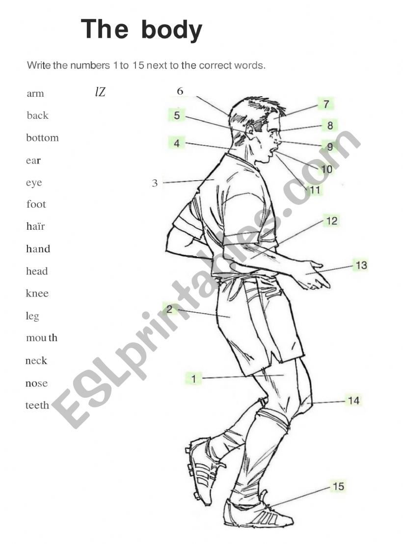 body parts worksheet