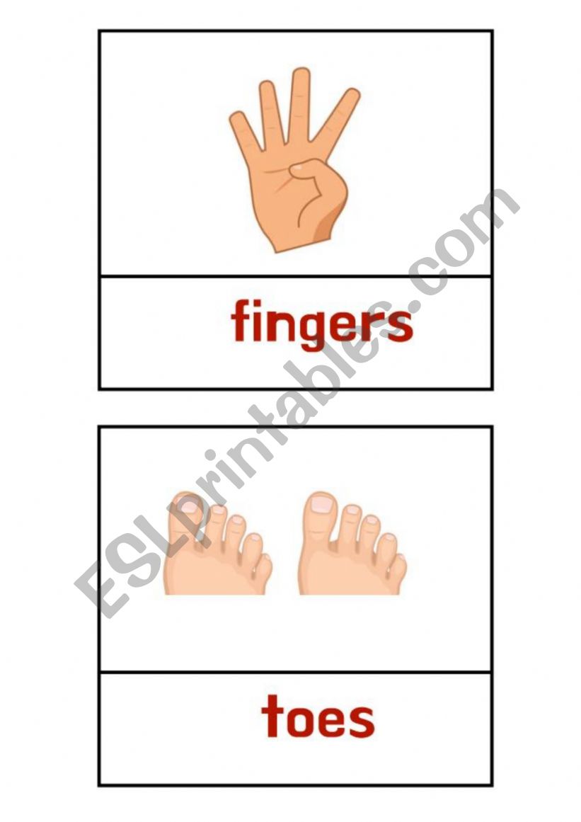 body parts worksheet