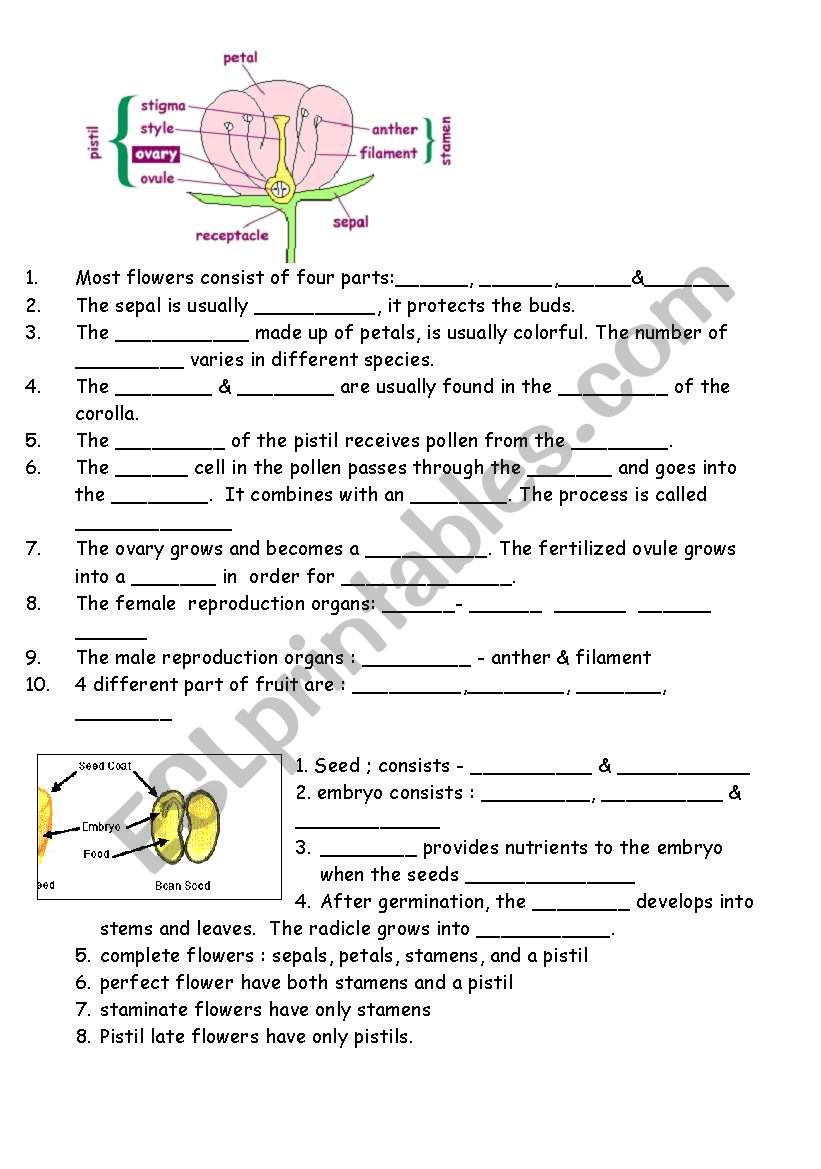 Flower diagram - ESL worksheet by jwong138