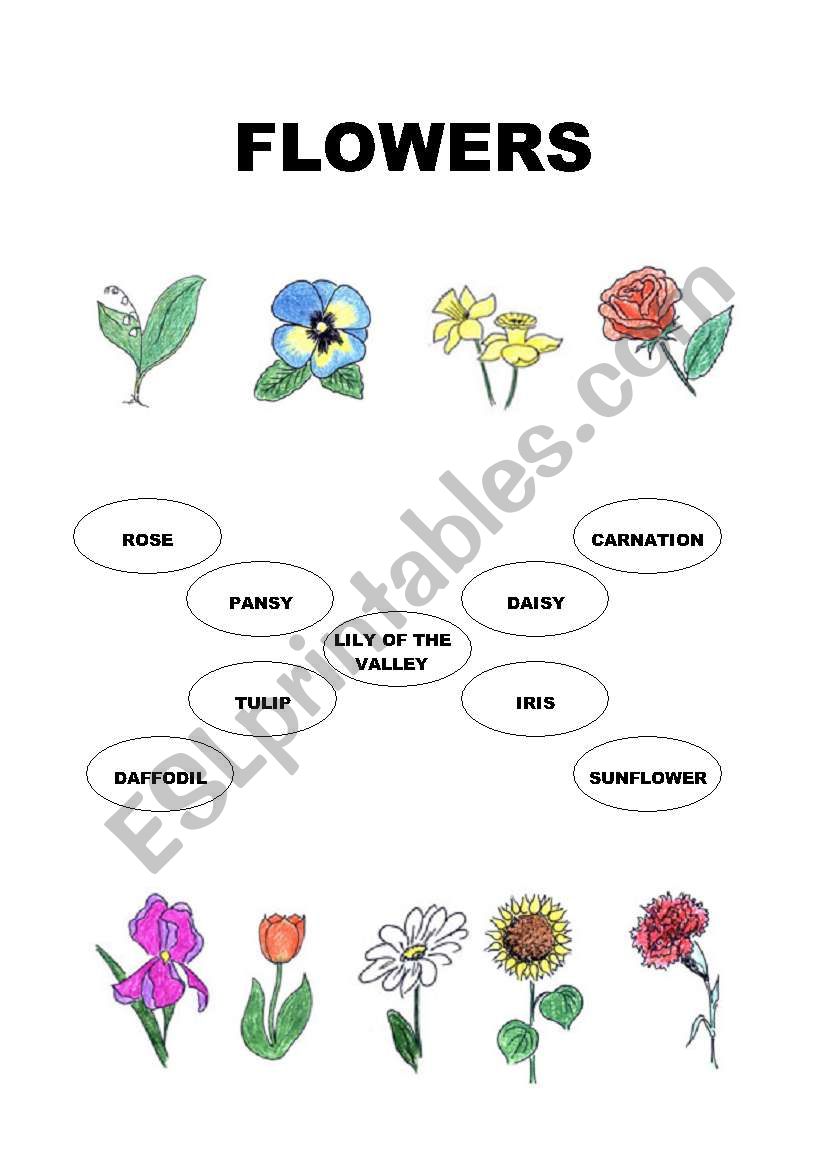 flowers esl worksheet by zacho89