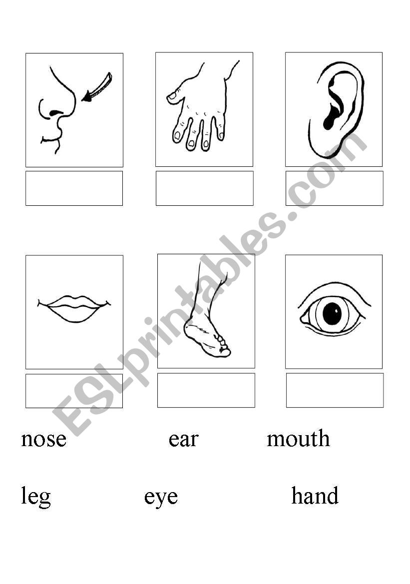 English worksheets: Parts of body