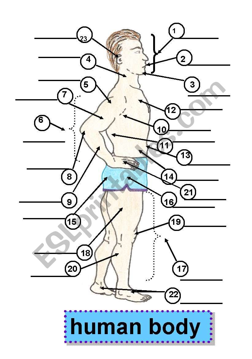 Human Body Body Parts Parts Of The Body 1 Face 5 Shoulder 9 Forearm 13 Waist 17 Leg 2 Mouth 6 Arm 10 Armpit 14 Abdomen 18 Thigh 3 Chin 7 Upper Arm 11 Back 15 Buttocks 19 Knee 4 Neck 8 Elbow 12 Chest 16 Hip 20 Calf 21