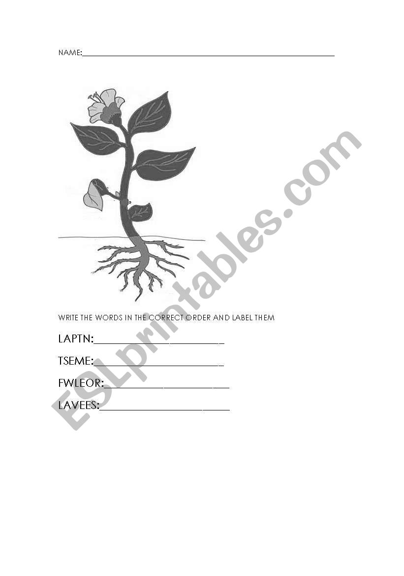 plants worksheet