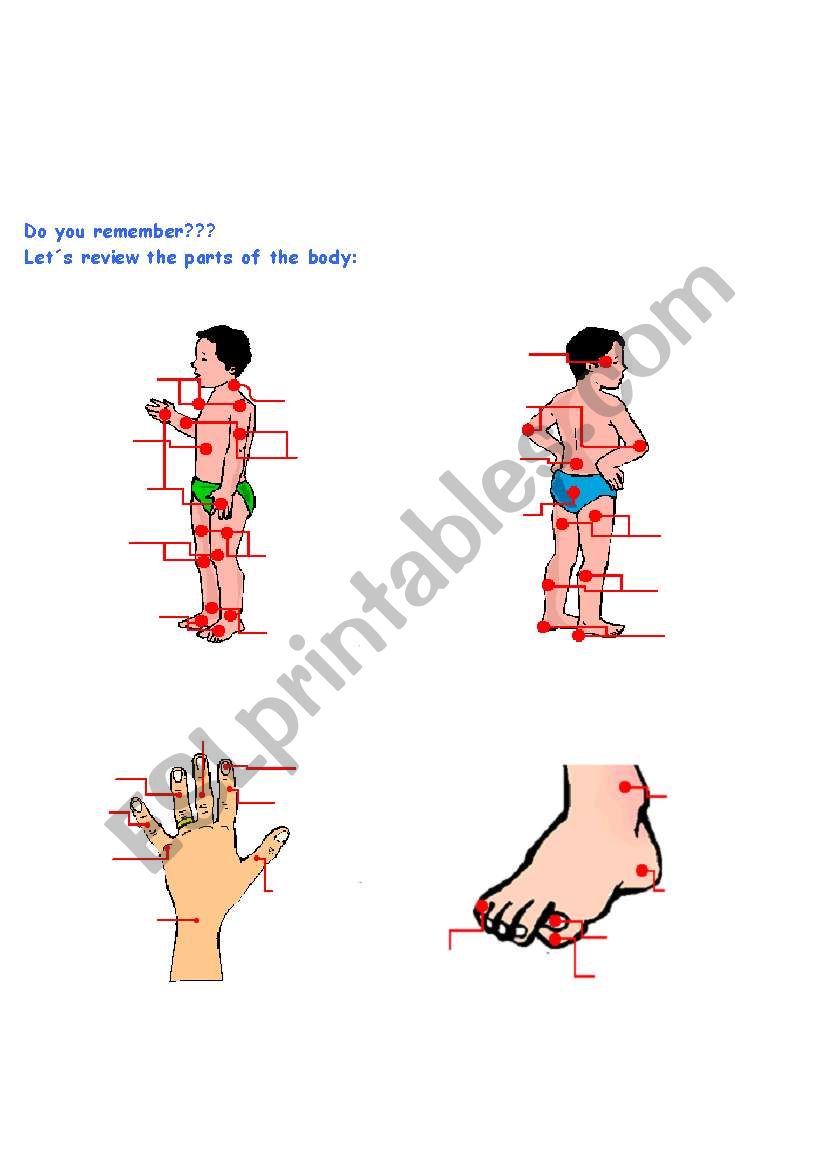Parts of the body - Part II worksheet
