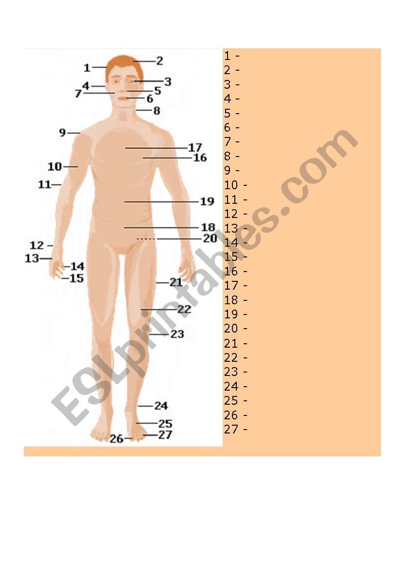 Parts of Body worksheet
