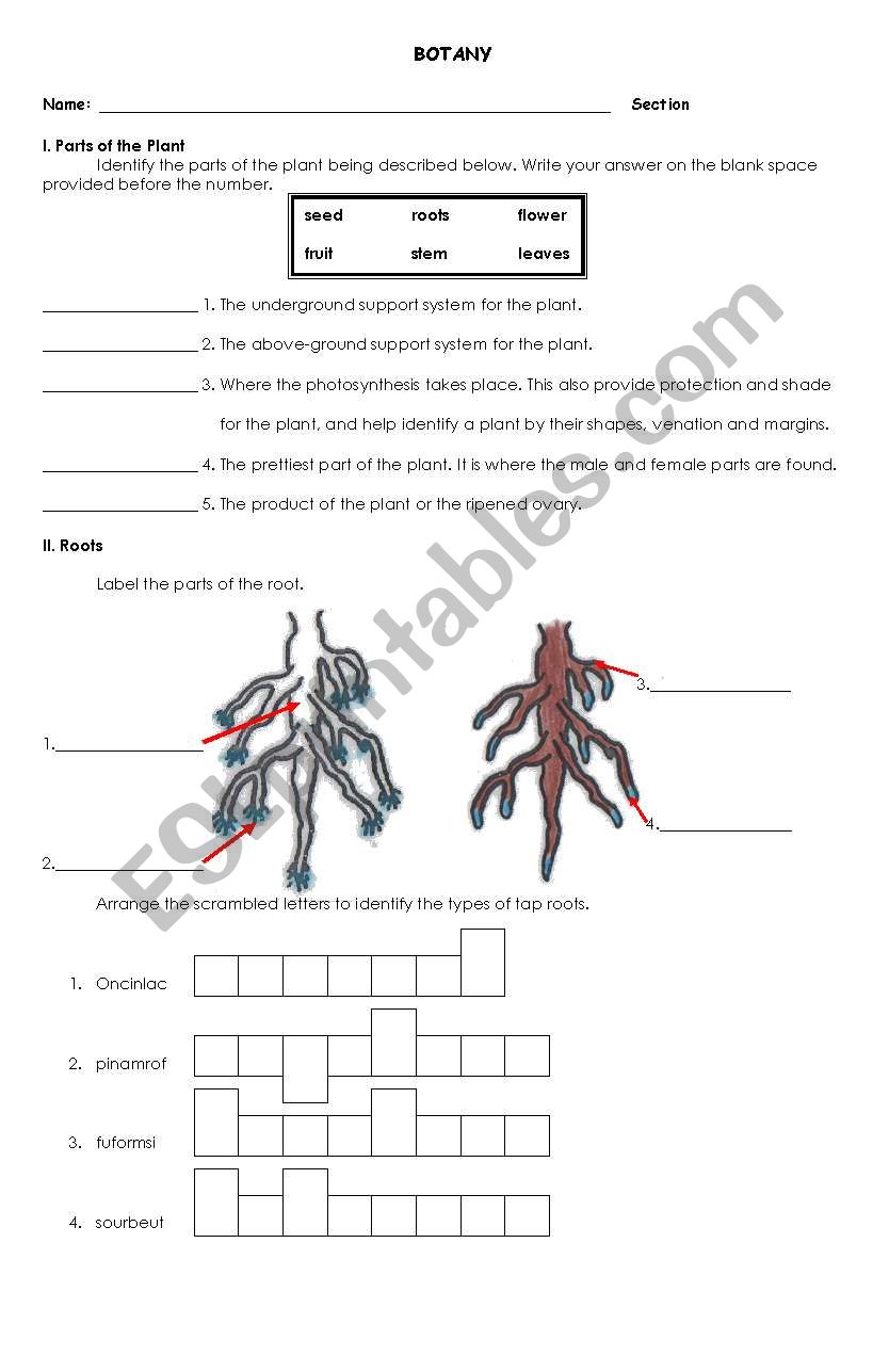 botany-1st page worksheet