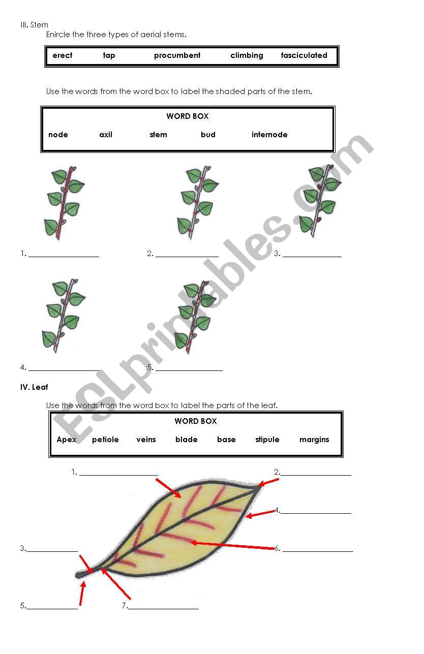 botany-2nd page worksheet