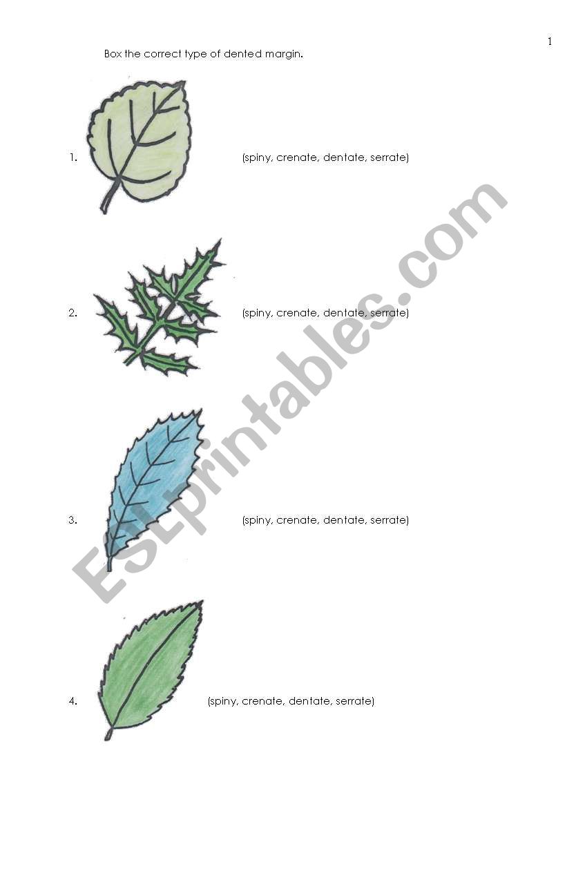 botany-3rd page worksheet