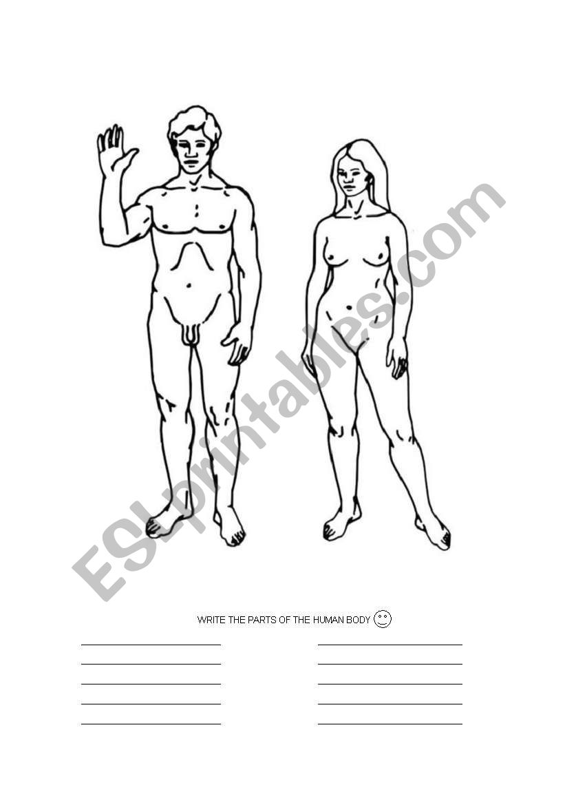 HUMAN BODY worksheet