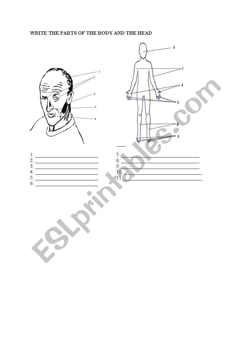 parts of the body and head worksheet