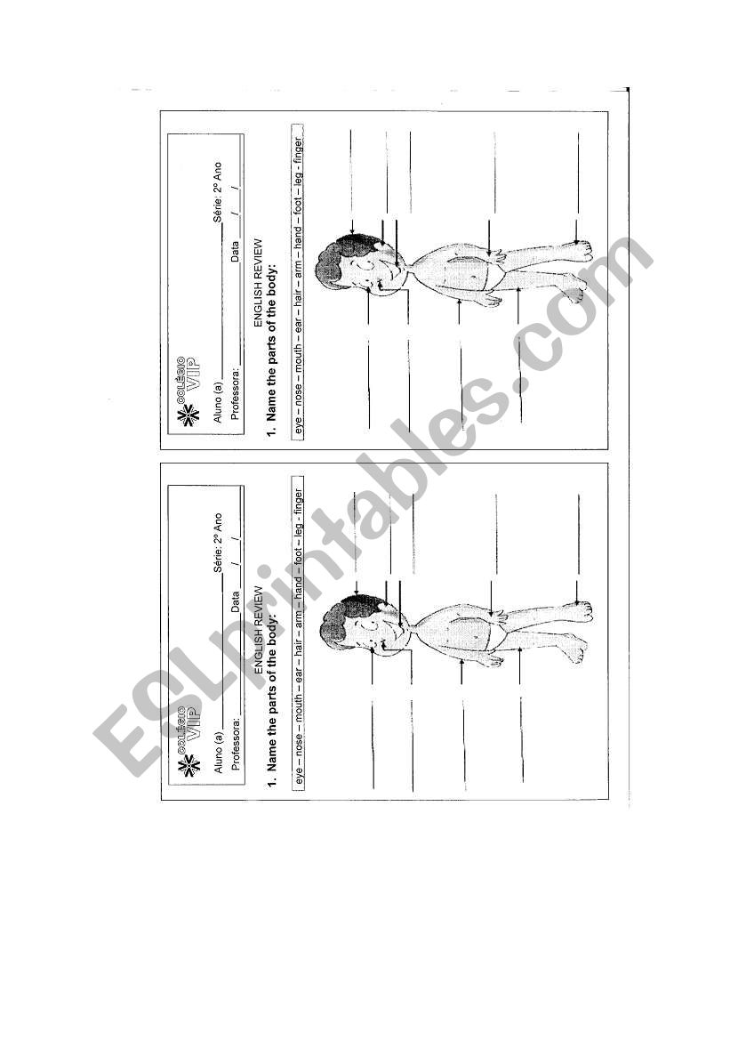 human body esl worksheet by debinha28