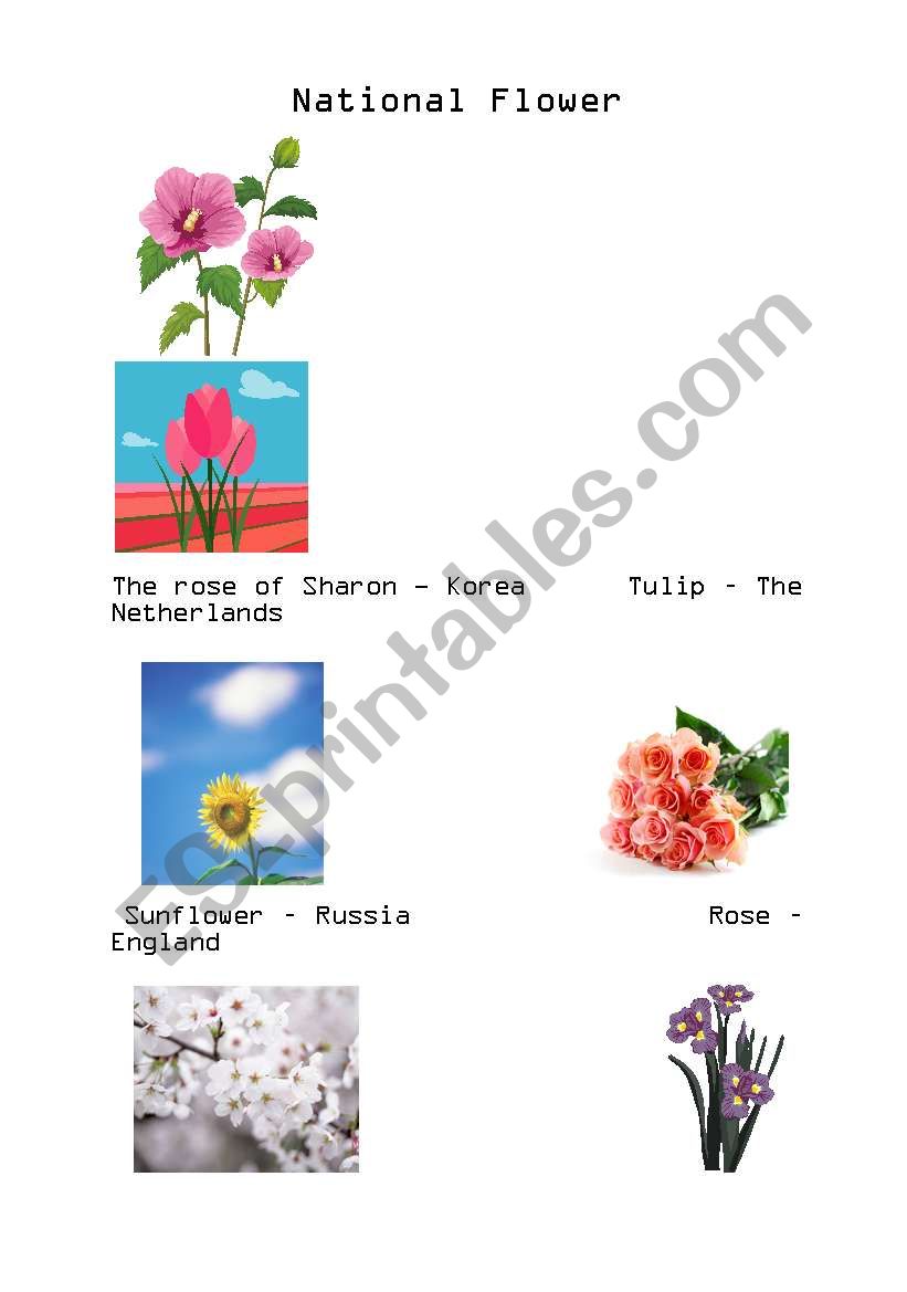 National Flower worksheet