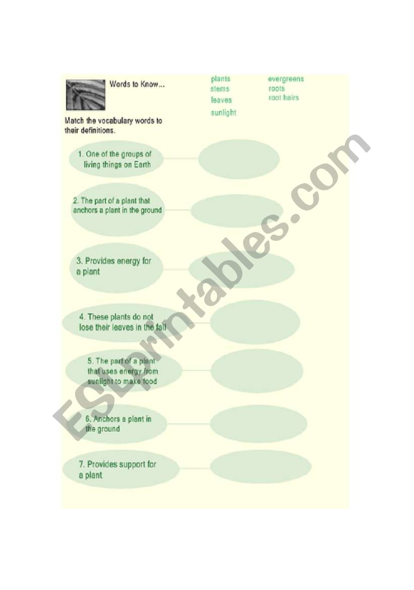 Basic plant vocbulary worksheet