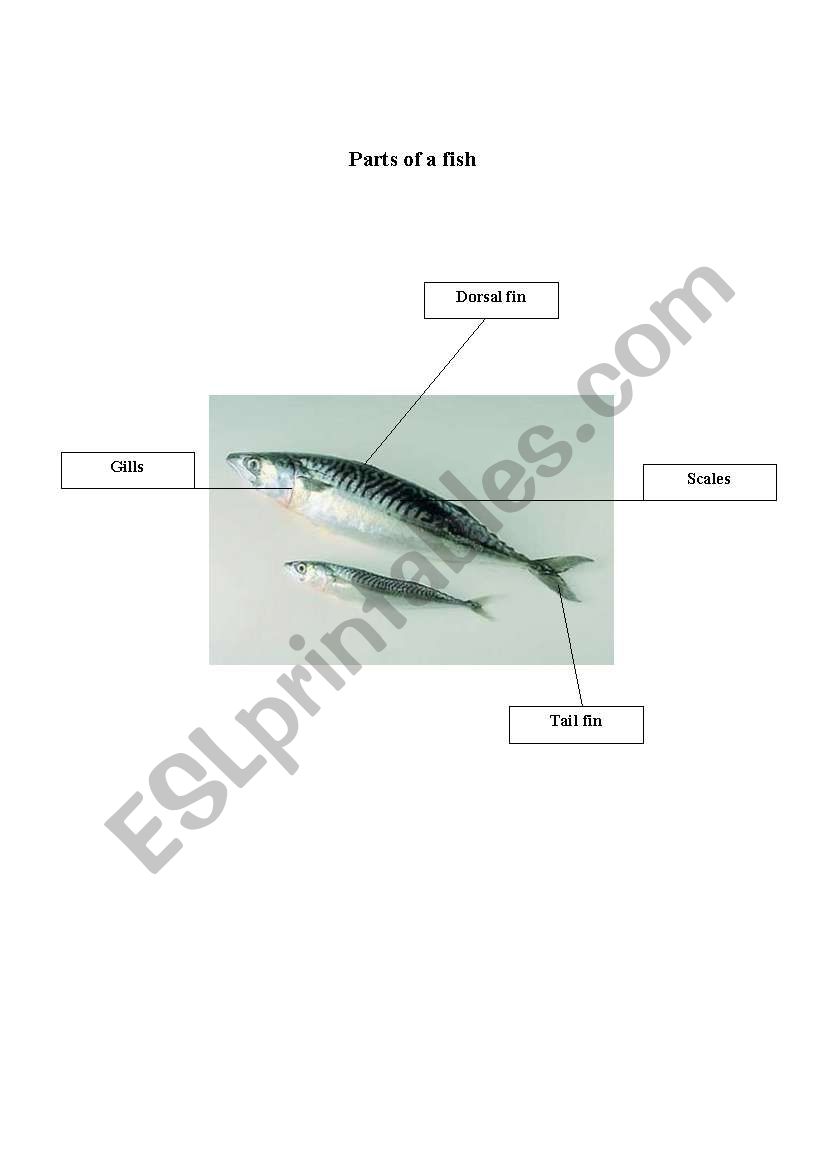 parts of a fish worksheet