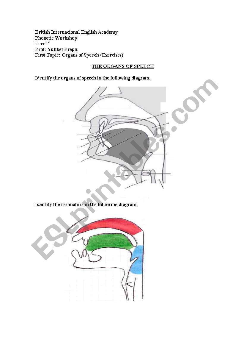 speech organs worksheet