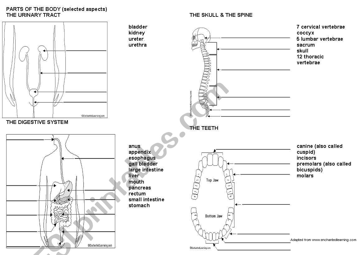 Parts of the body - label worksheet