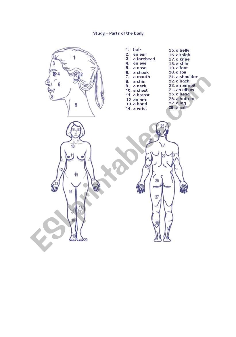 parts of the body worksheet