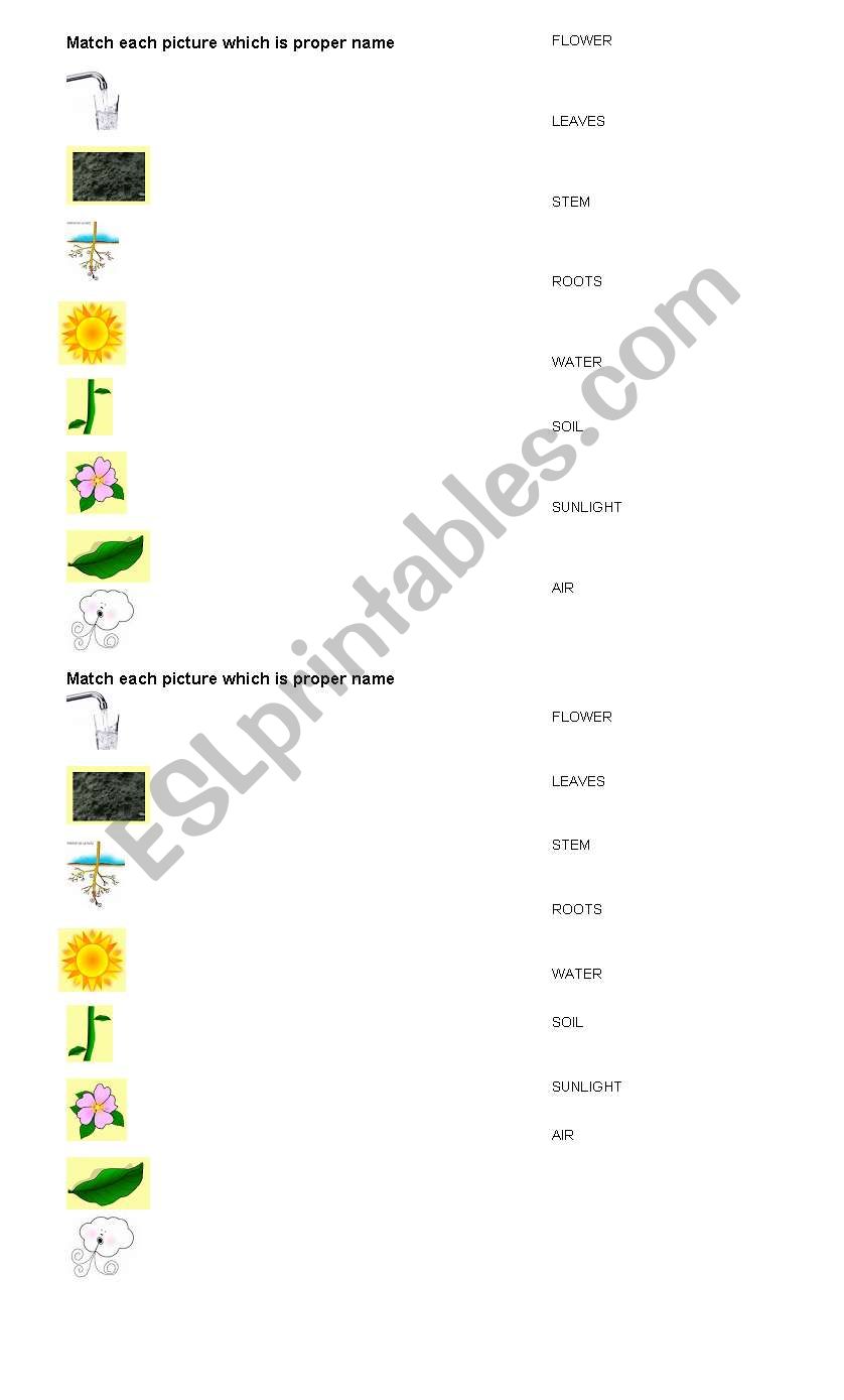 Plants (vocabulary worksheet) worksheet