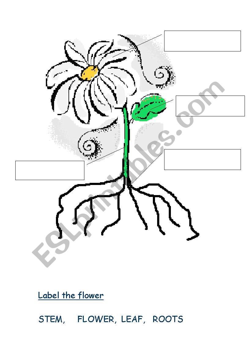 english worksheets plants