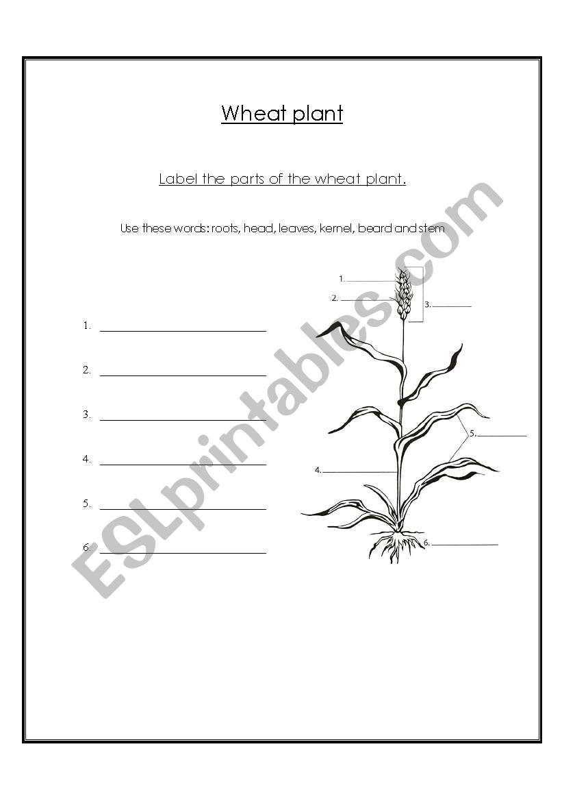 The wheat plant worksheet