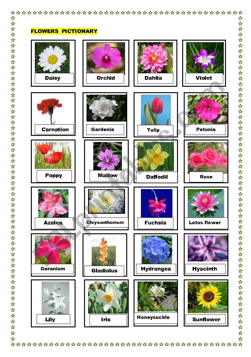 Flowers pictionary - ESL worksheet by manisa