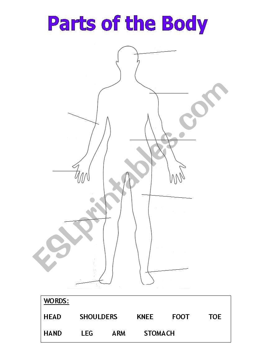 Parts of the body worksheet