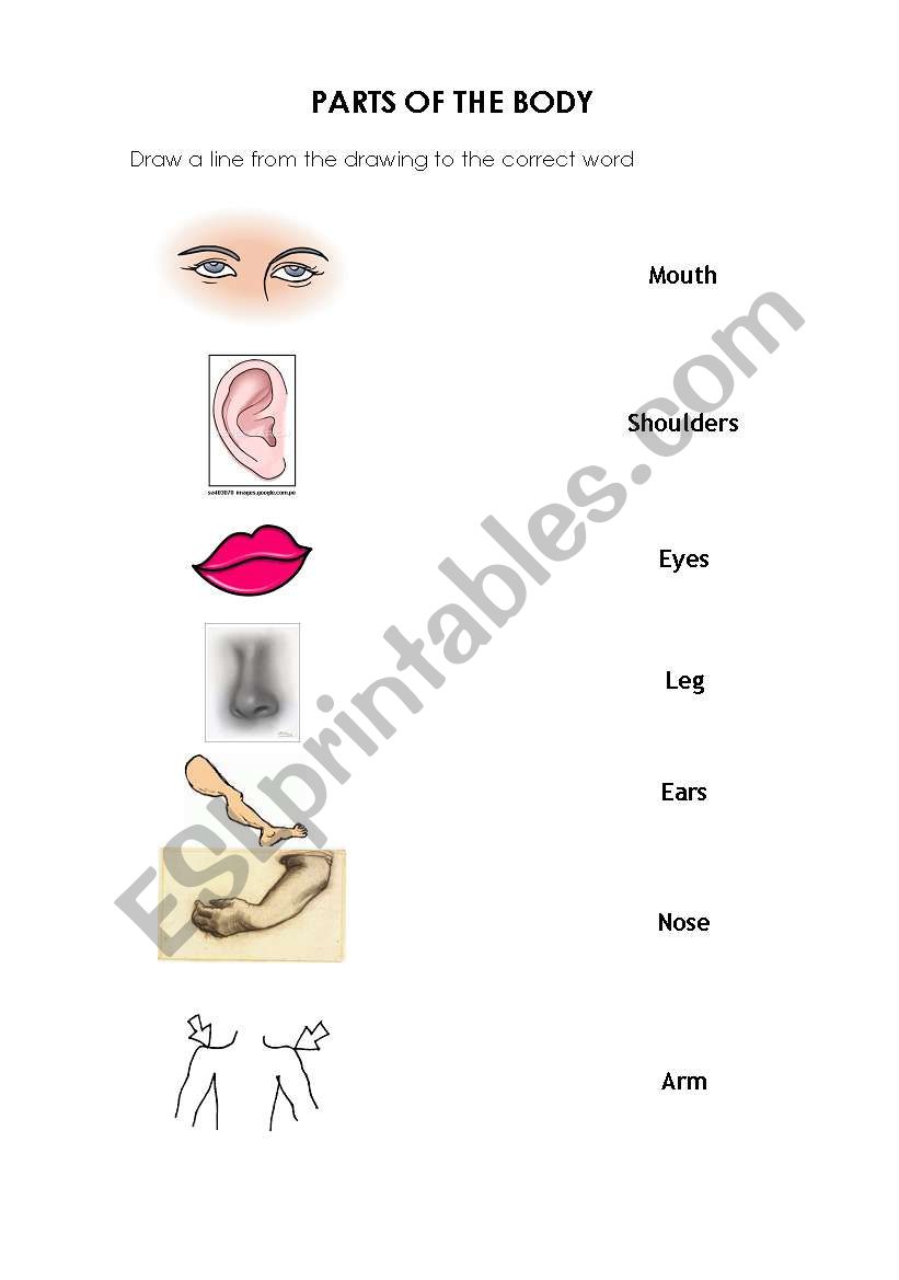 Parts of the body worksheet