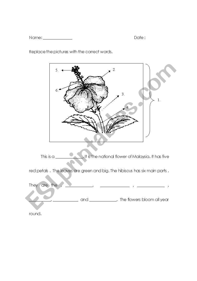 English worksheets: Parts of Hibiscus ( Malaysia´s ...