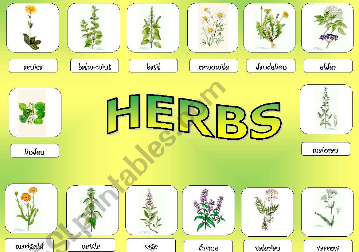 herbs worksheet