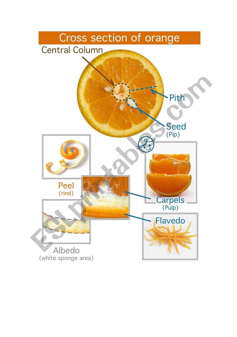 citrus_fruit_detail worksheet