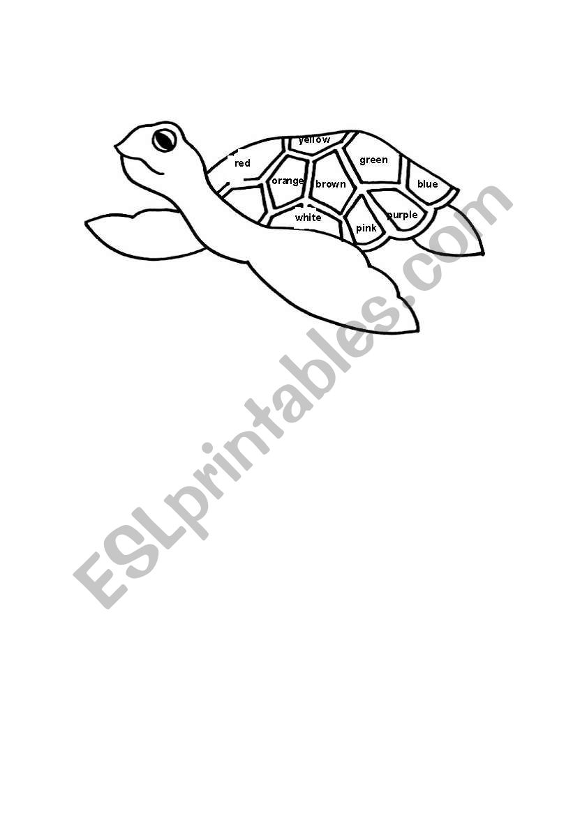 color turtle worksheet worksheet