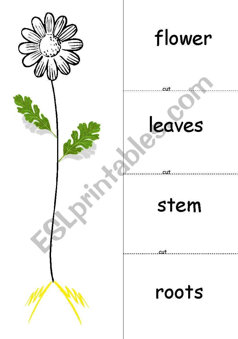 flower parts worksheet