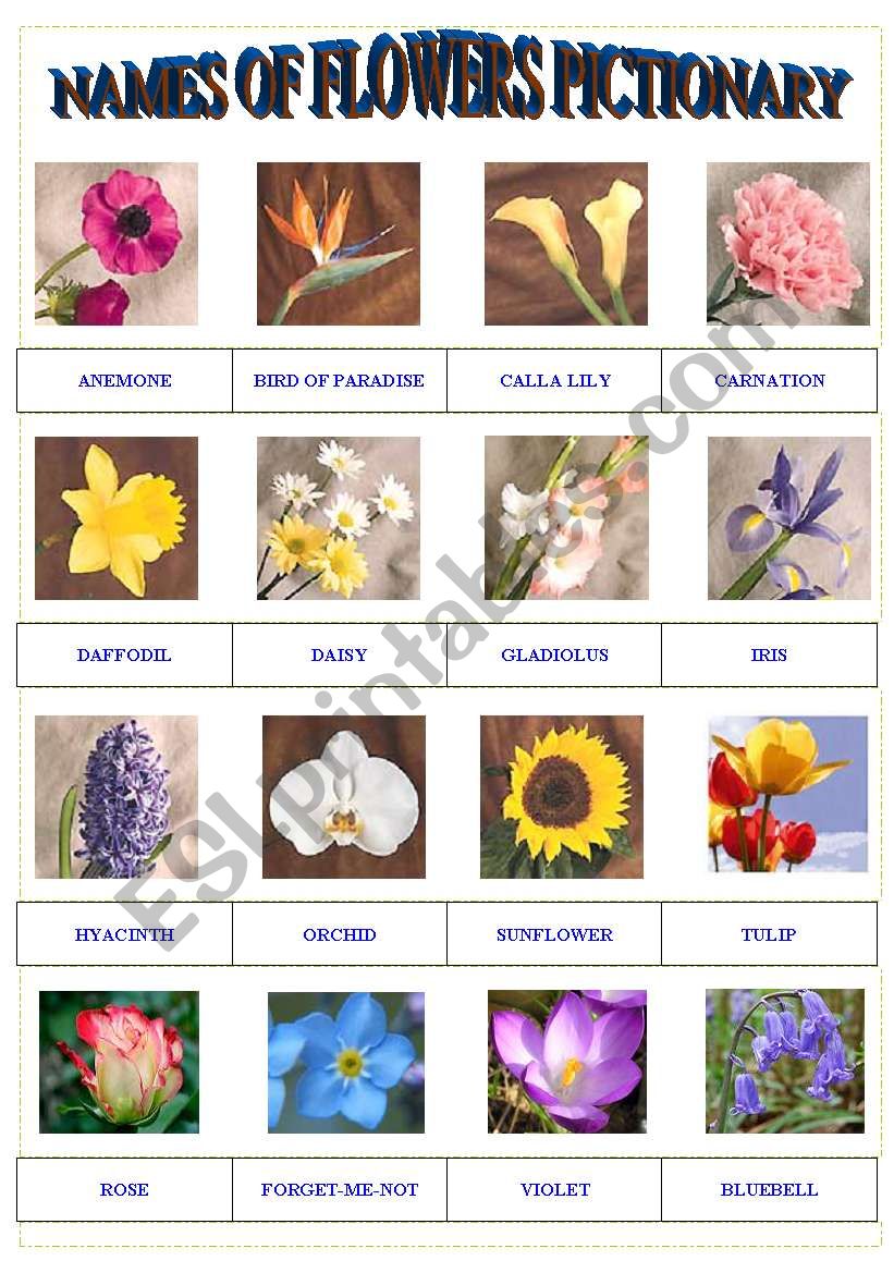 Names of Flowers Pictionary - ESL worksheet by encarnara